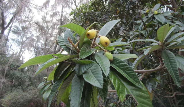 Loquat (Eriobotrya Japonica) — and mild mango.<br><br>Loquats prefer full sun to partial shade and are tolerant of different soil types; though well-draining