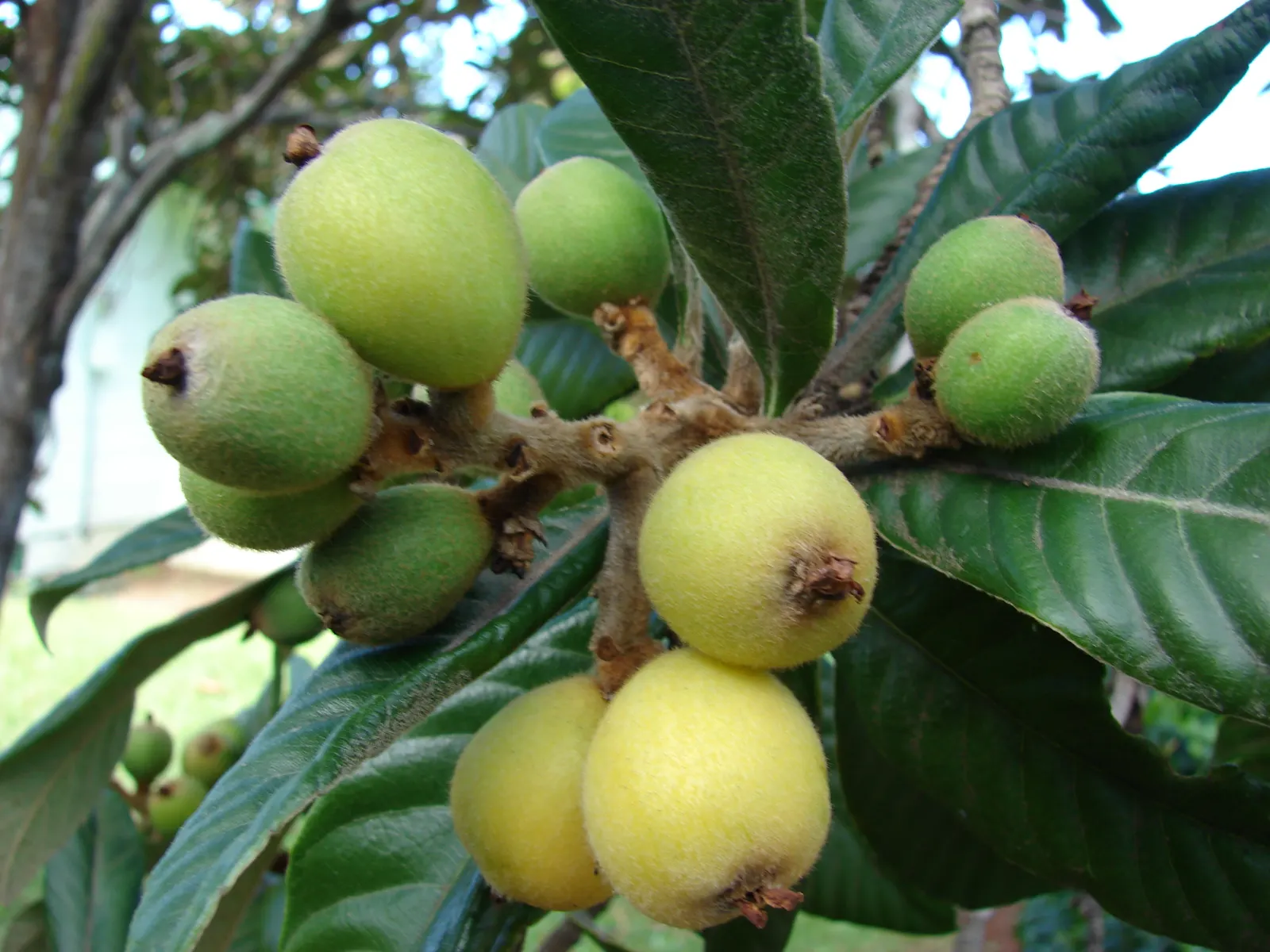 Loquat (Eriobotrya Japonica) — The Loquat (Eriobotrya japonica) is an evergreen shrub/tree native to southeastern China; fragrant white blooms, image 65