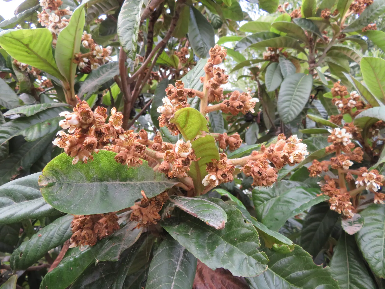 Loquat (Eriobotrya Japonica) — The leaves are a standout feature; around 1 to 2 inches in diameter