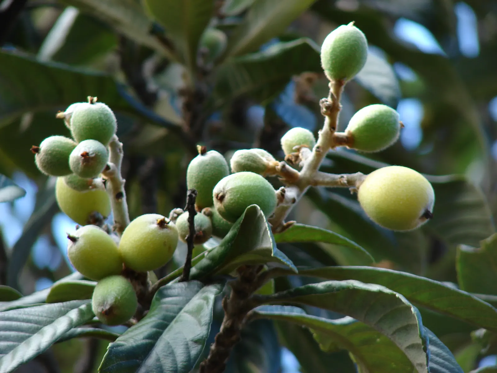 Loquat (Eriobotrya Japonica) — Loquats require well-drained soil and full sun to partial shade; tree for full or half, image 69
