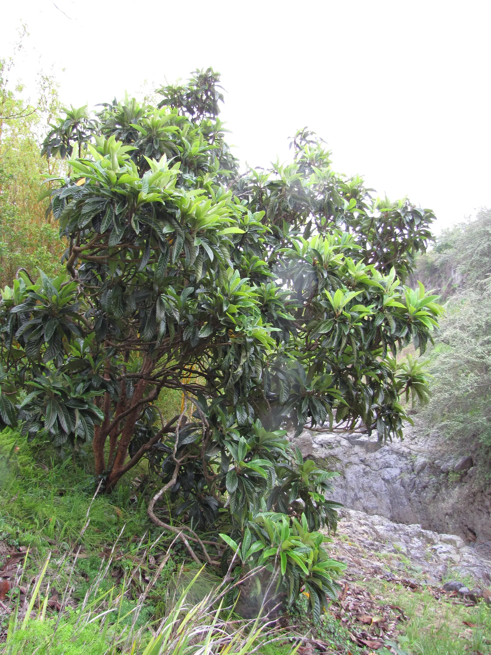 Loquat (Eriobotrya Japonica) — The taste is a unique blend of sweetness and tartness