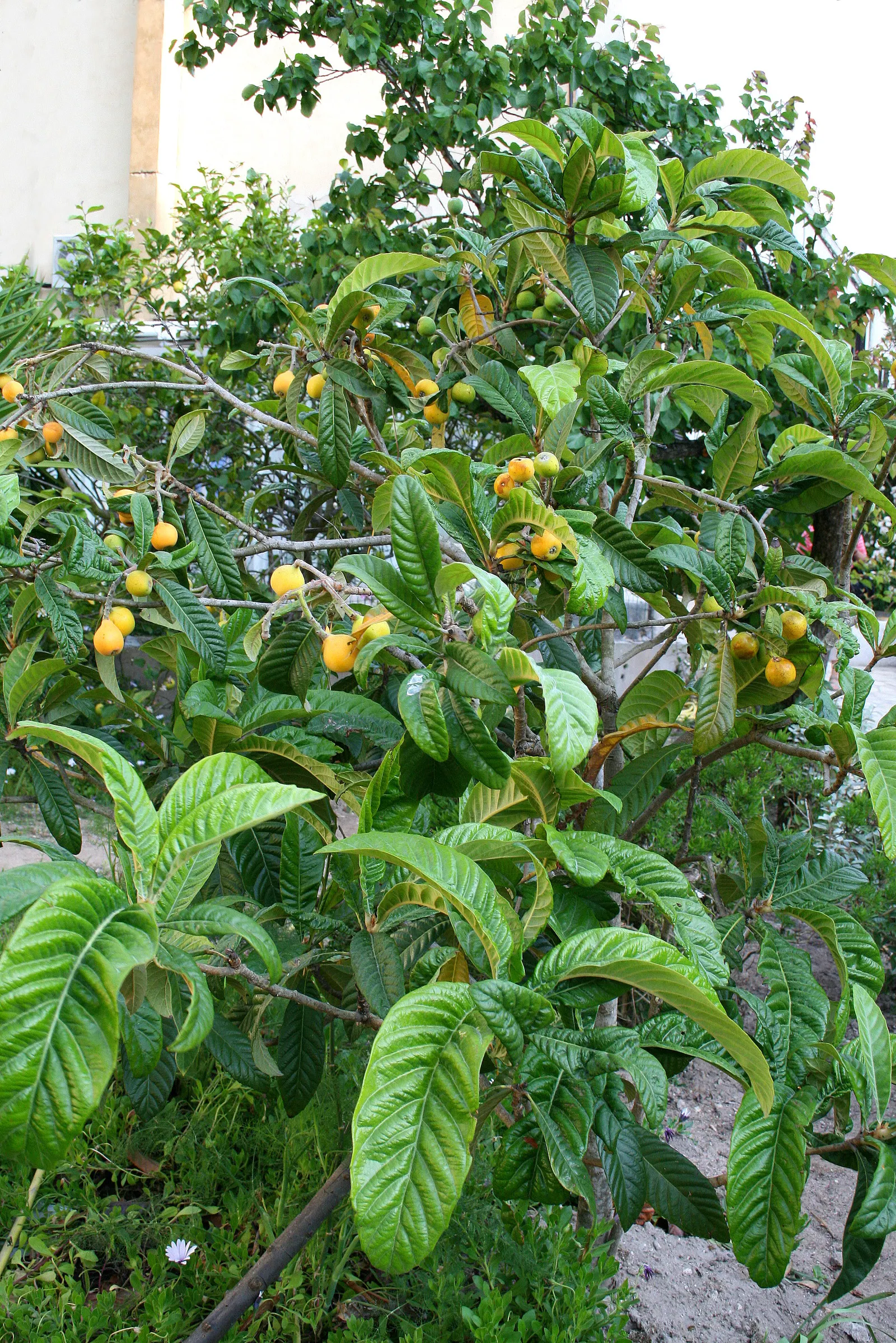 Loquat (Eriobotrya Japonica) — have a smooth or slightly fuzzy skin; due to its fruit and attractive foliage