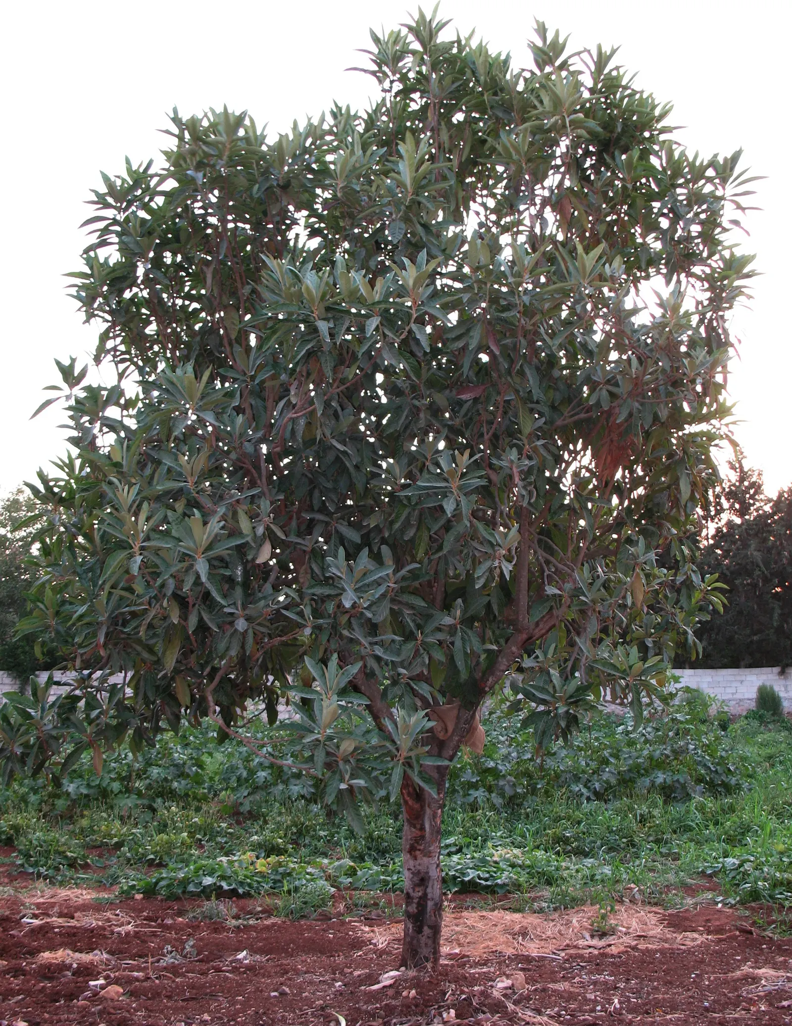 Loquat (Eriobotrya Japonica) — around 1 to 2 inches in diameter; the taste is a unique blend of sweetness and tartness