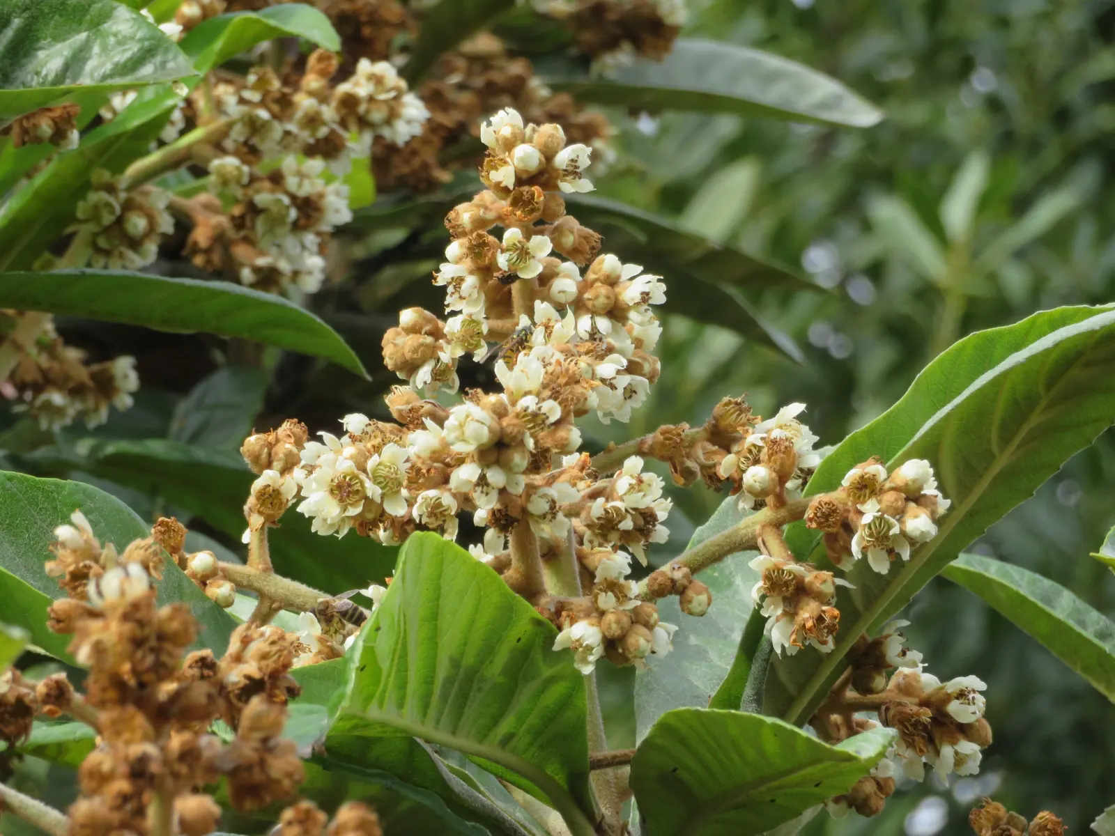 Loquat (Eriobotrya Japonica) — the tree produces fragrant white flowers in clusters; scientifically known as Eriobotrya japonica