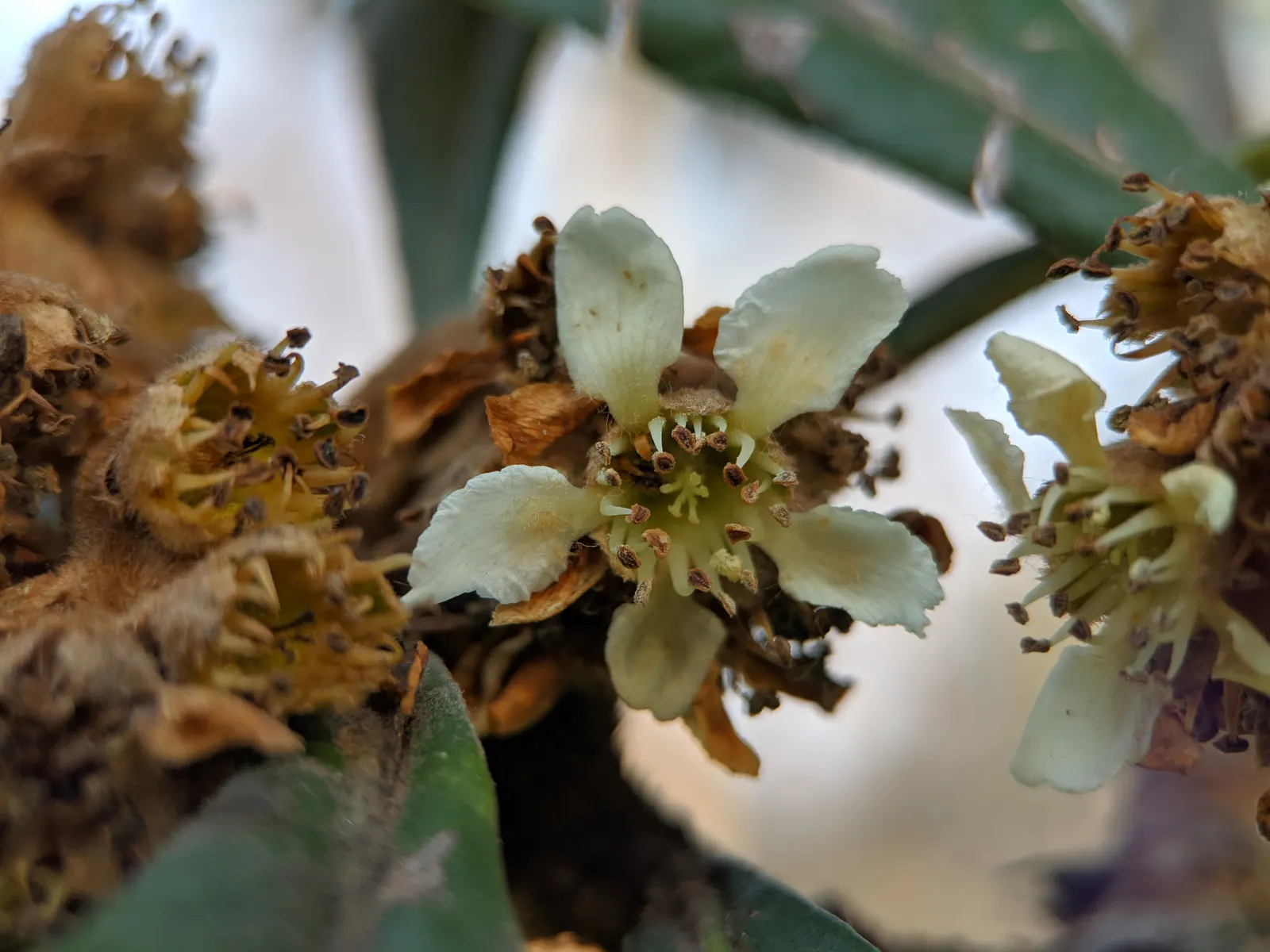 Loquat (Eriobotrya Japonica) — the Loquat serves well as both an ornamental feature and a practical; the Loquat (Eriobotrya japonica) is an evergreen