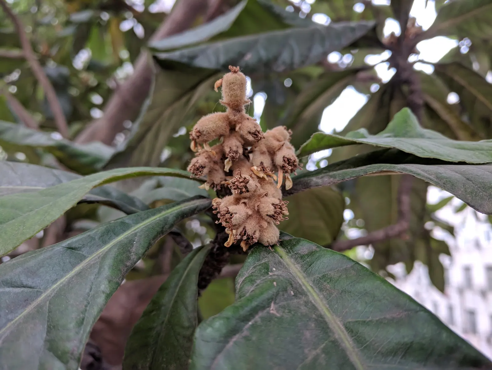 Loquat (Eriobotrya Japonica) — white flowers in the garden; the tree produces fragrant white flowers in clusters