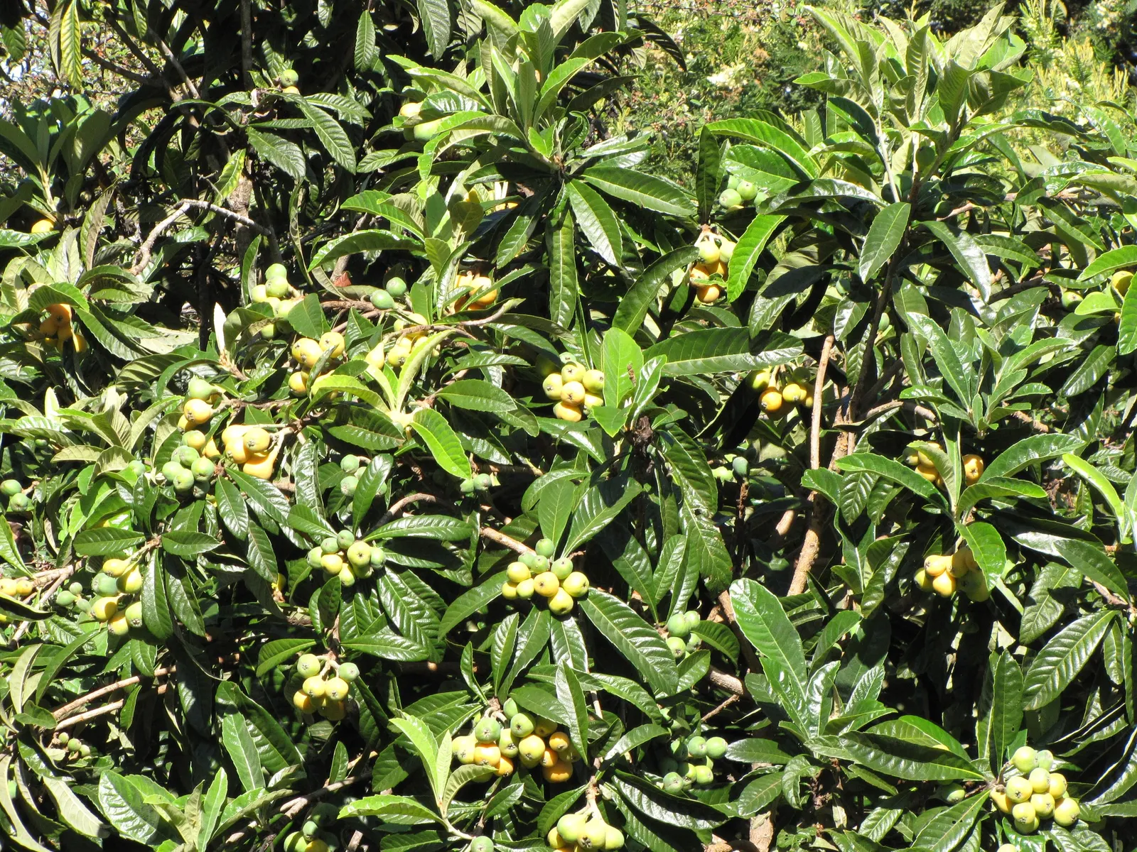 Loquat (Eriobotrya Japonica) — Due to its fruit and attractive foliage; yet it is the late frosts that sometimes threaten the fruit set