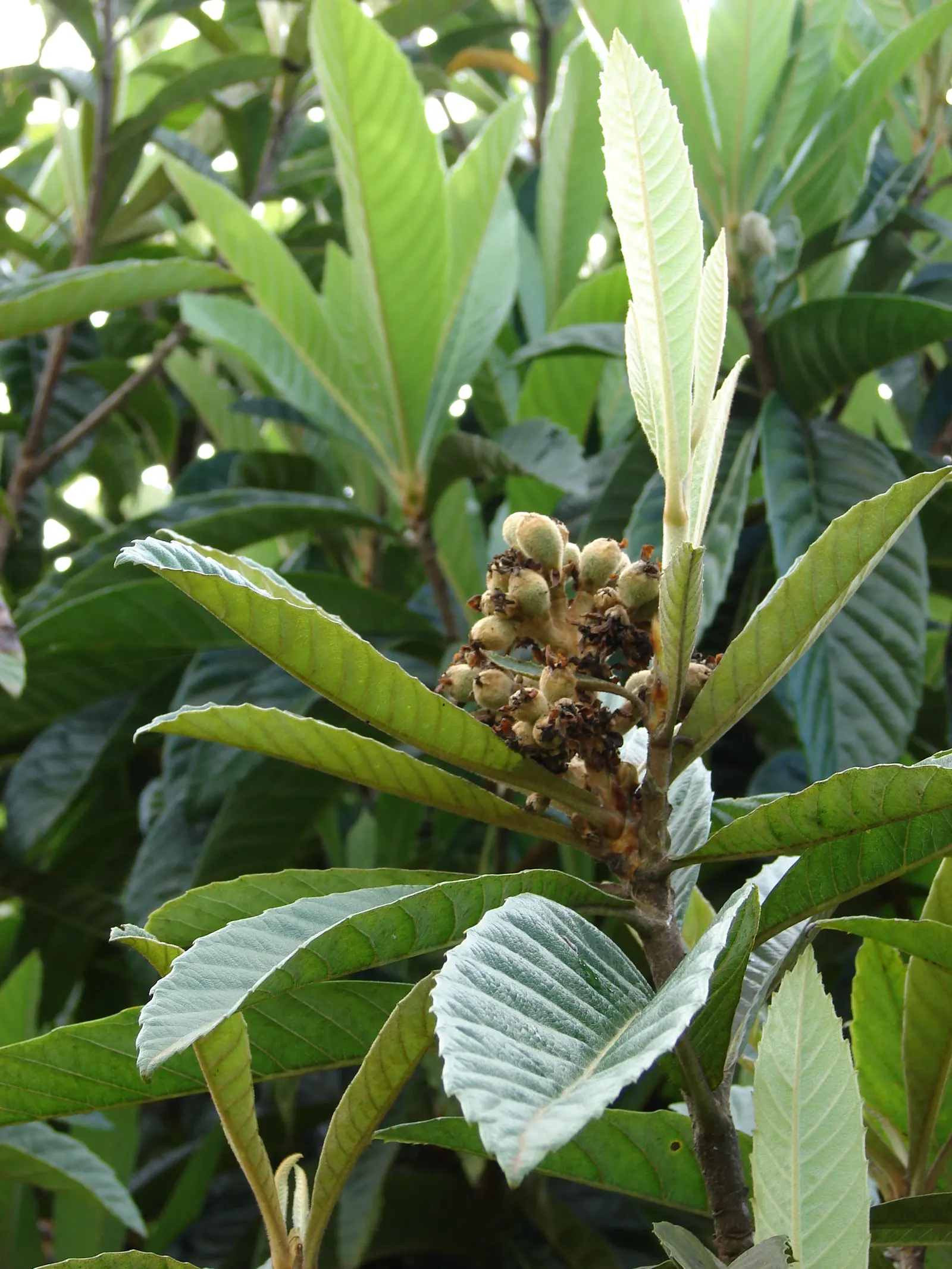 Loquat (Eriobotrya Japonica) — have a smooth or slightly fuzzy skin