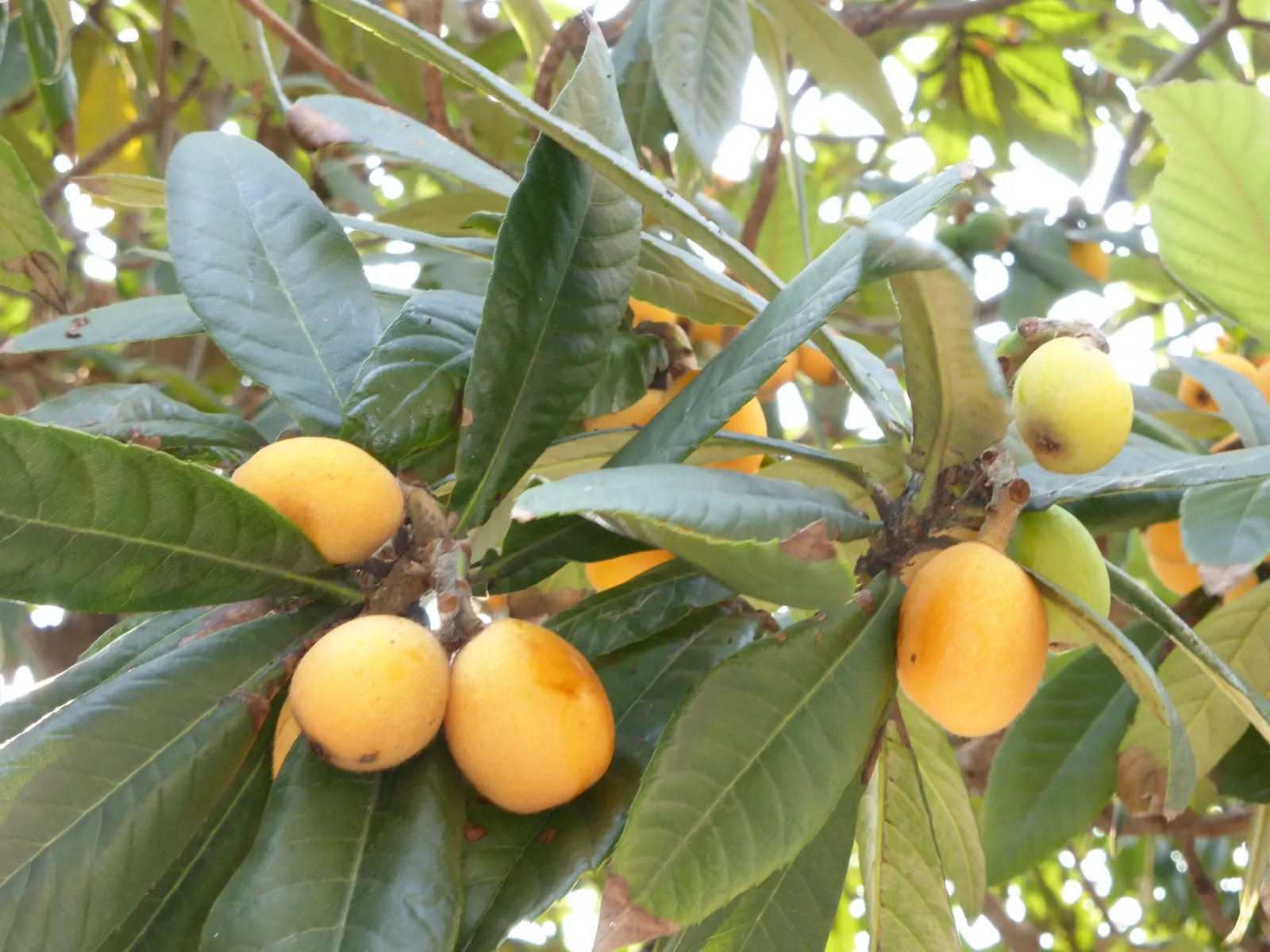 Loquat (Eriobotrya Japonica) — measuring up to 12 inches long; tree with white blooms