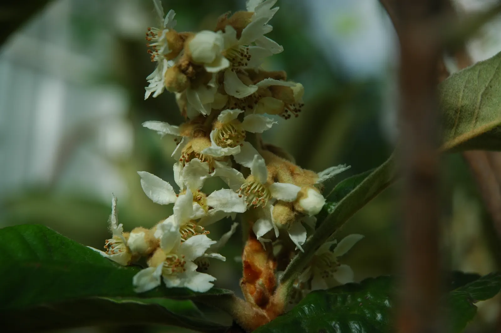 Loquat (Eriobotrya Japonica) — though well-draining soil is ideal; white flowers in the garden
