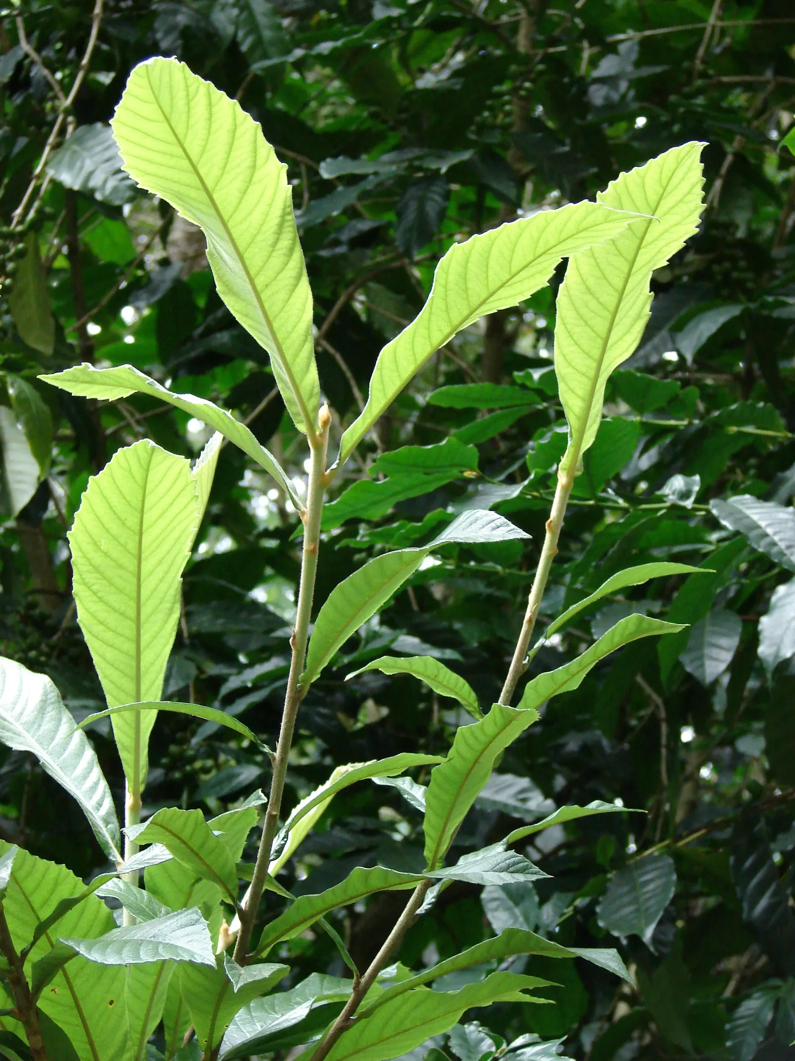 Loquat (Eriobotrya Japonica) — often compared to a mixture of peach