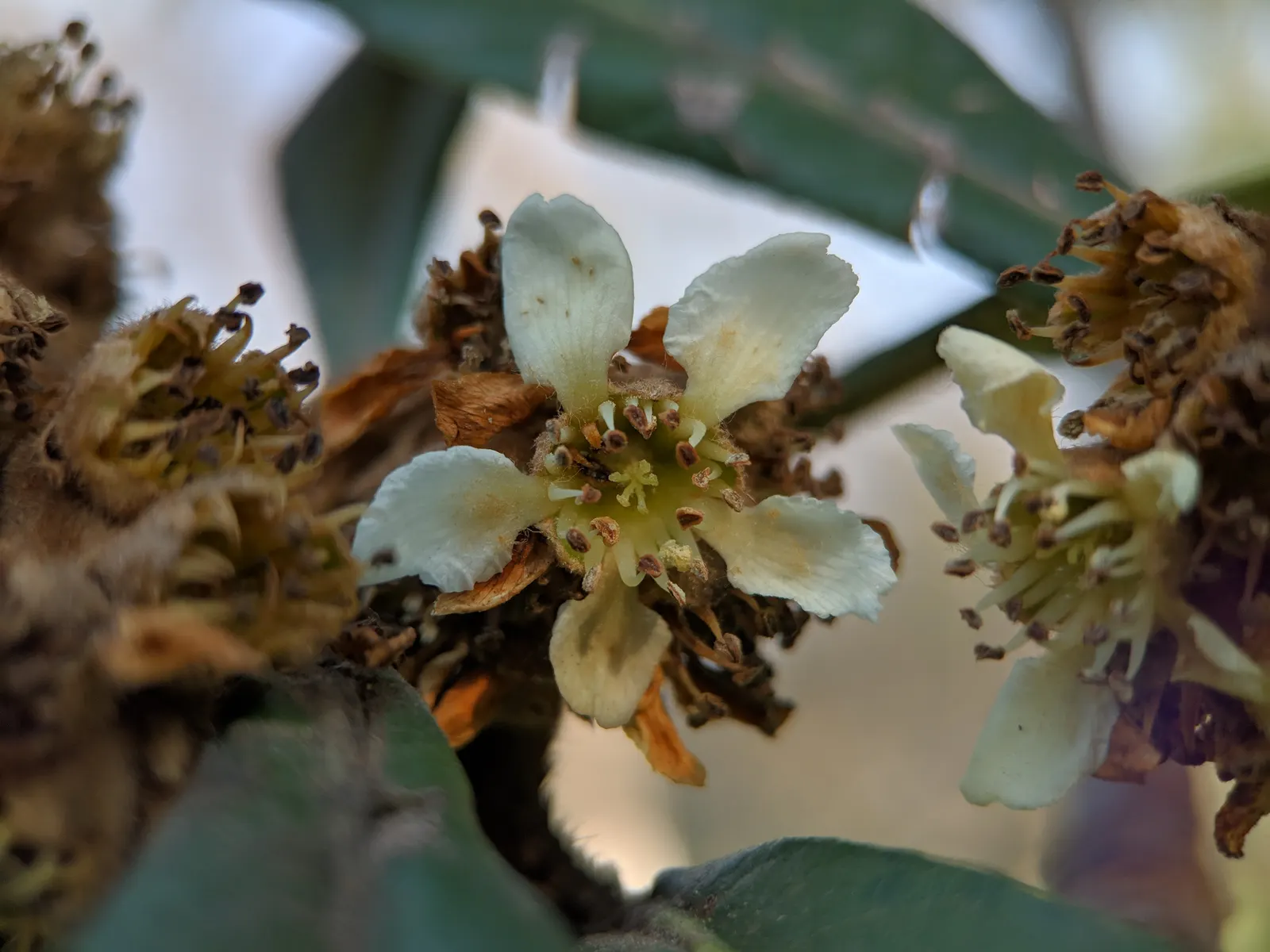 Loquat (Eriobotrya Japonica) — often compared to a mixture of peach; which are then followed by the fruit.<br><br>Loquat fruits