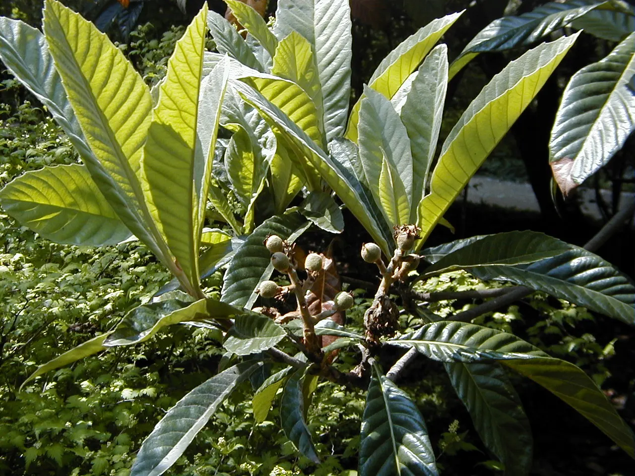 Loquat (Eriobotrya Japonica) — Fragrant white blooms appear in fall, with fruit ripening in late winter to spring; the Loquat can tolerate, image 68