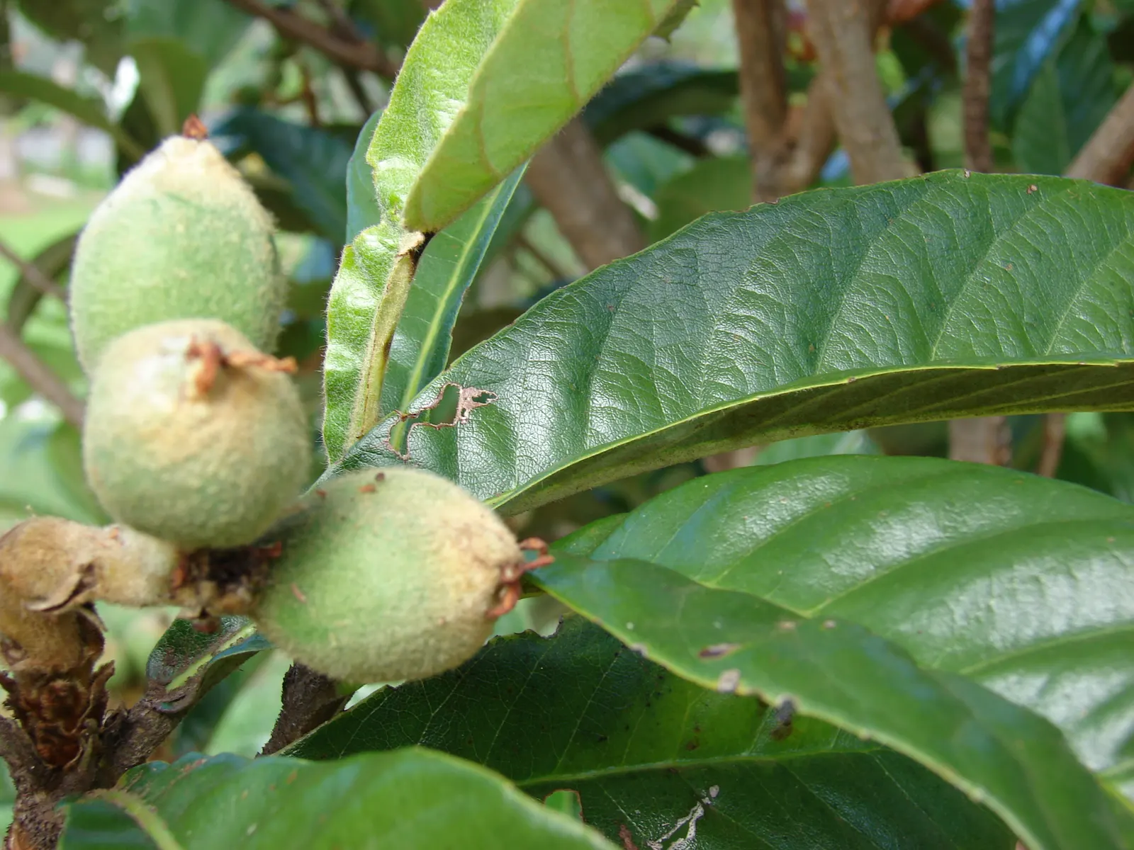 Loquat (Eriobotrya Japonica) — offering both aesthetic appeal and edible fruit; often compared to a mixture of peach, image 72