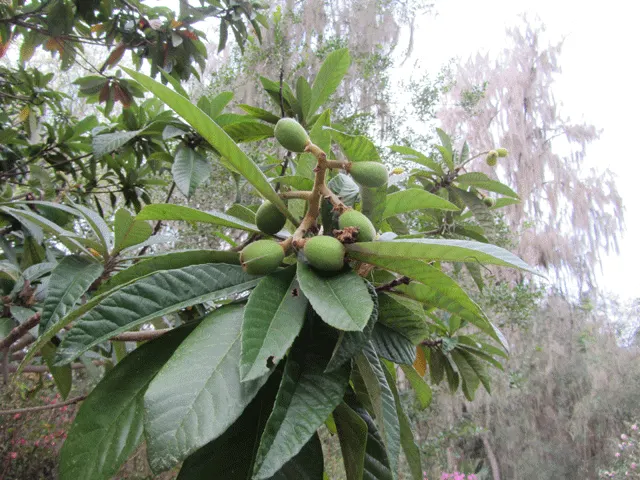 Loquat (Eriobotrya Japonica) — transitioning from green to yellow or orange when ripe; grown for its attractive foliage and sweet, tangy fruit, it typically