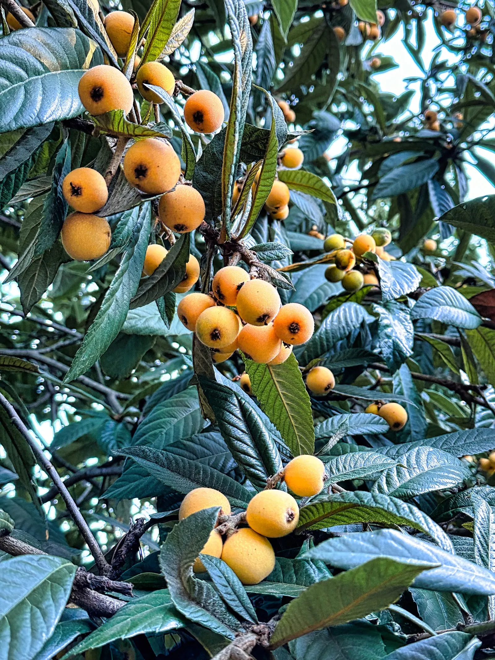 Loquat (Eriobotrya Japonica) — and dark green with a glossy finish; once established, they are notably drought-tolerant, making them a practical choice for
