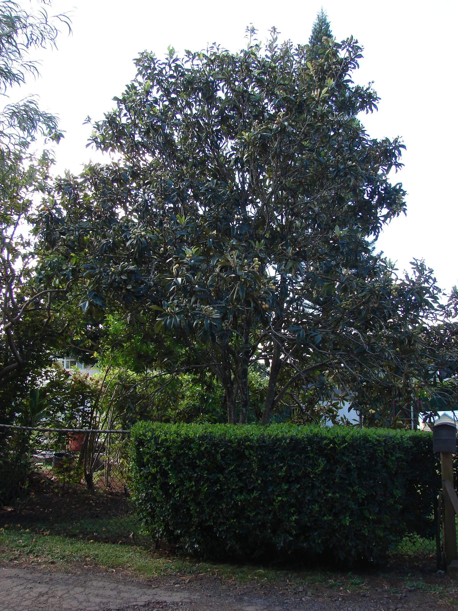 Loquat (Eriobotrya Japonica) — Once established, they are notably drought-tolerant, making them a practical choice for many landscapes