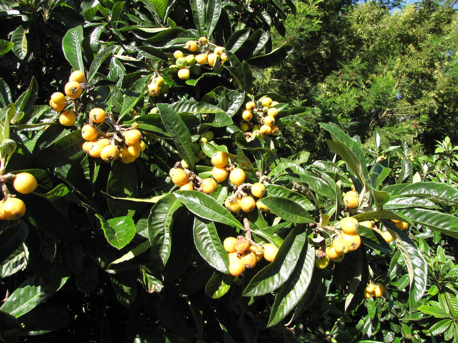 Loquat (Eriobotrya Japonica) — Once established, they are notably drought-tolerant, making them a practical choice for many landscapes; loquats require