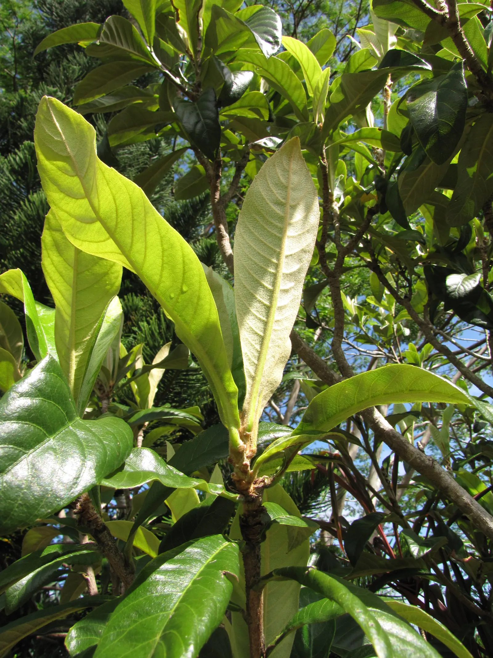 Loquat (Eriobotrya Japonica) — fruit-bearing tree for one's garden