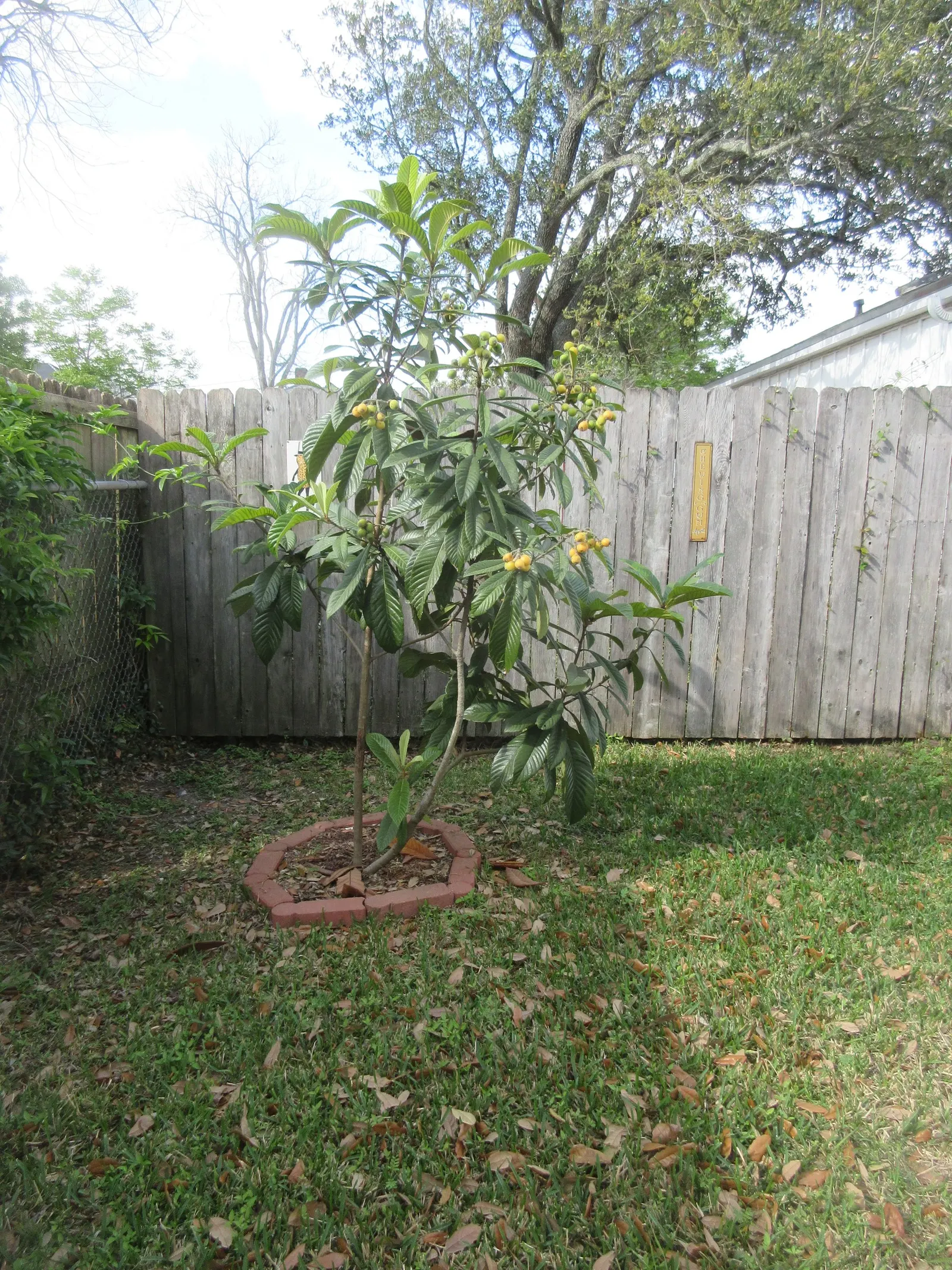 Loquat (Eriobotrya Japonica) — showcasing a rounded canopy perfect for providing dappled shade; the Loquat reaches heights of 20 to 30 feet with a similar
