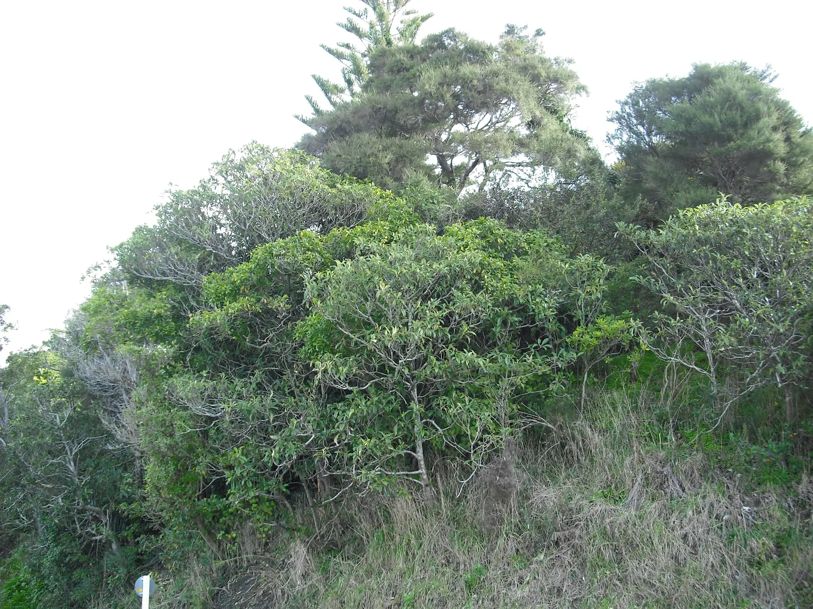 Loquat (Eriobotrya Japonica) — measuring up to 12 inches long; tree with white blooms, image 78