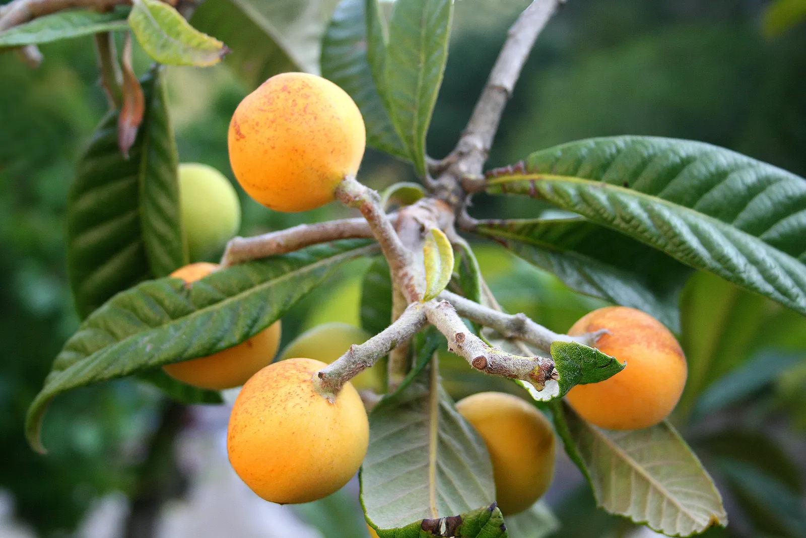 Loquat (Eriobotrya Japonica) — offering both aesthetic appeal and edible fruit; often compared to a mixture of peach