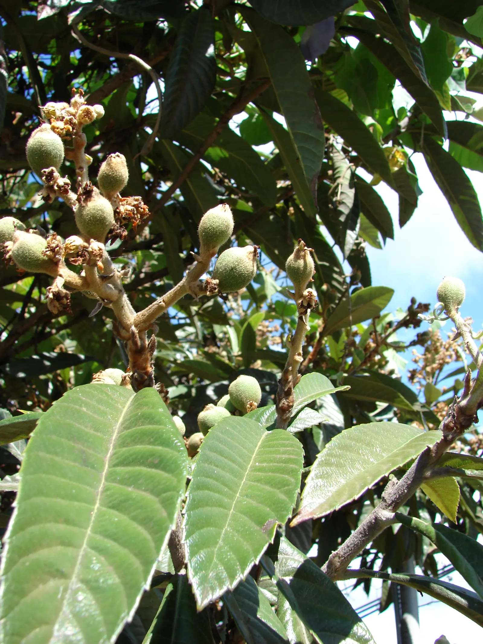 Loquat (Eriobotrya Japonica) — though well-draining soil is ideal