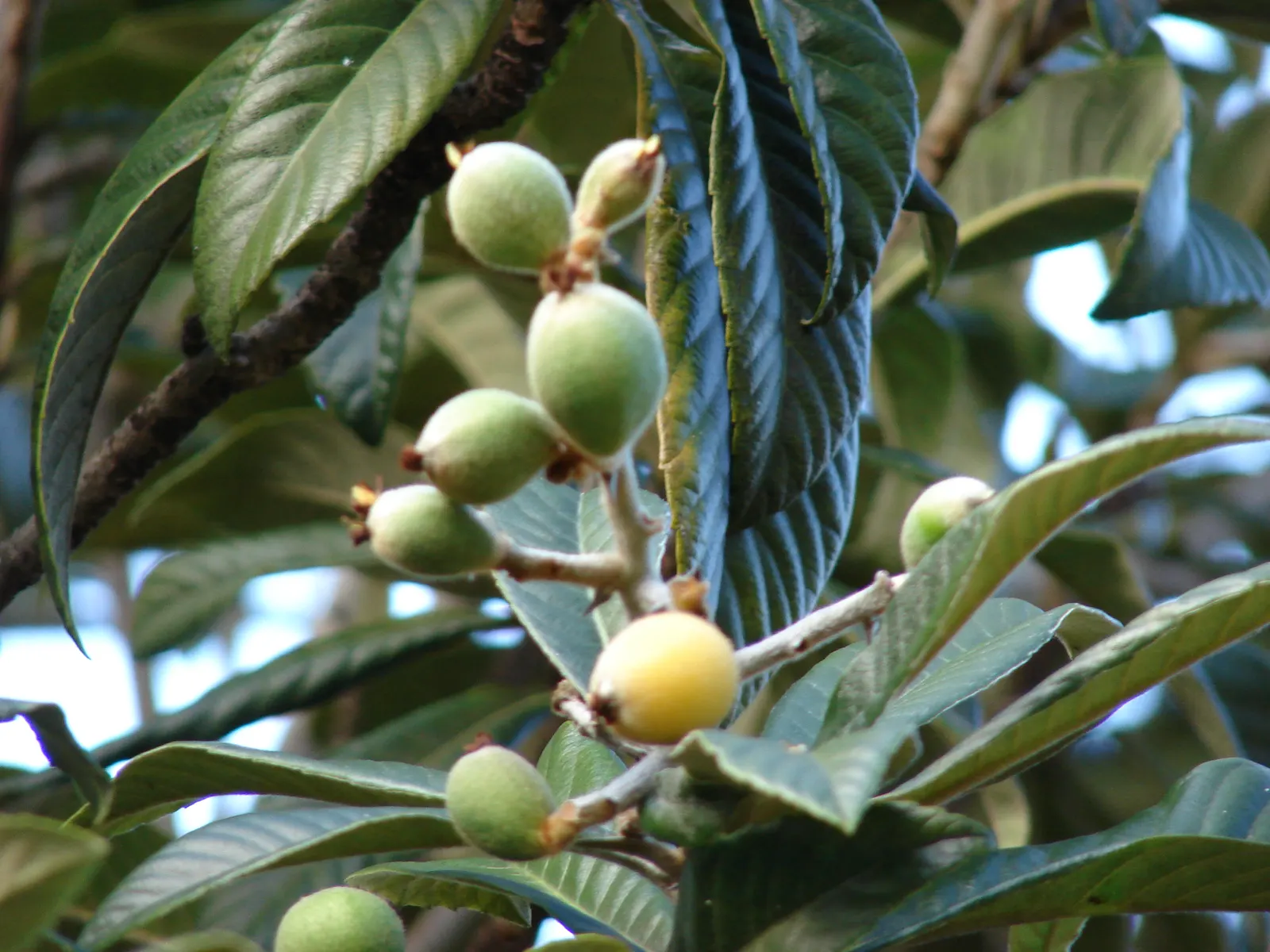 Loquat (Eriobotrya Japonica) — Its large, leathery leaves are dark green on top and downy white underneath; have a smooth or slightly fuzzy skin, image 67