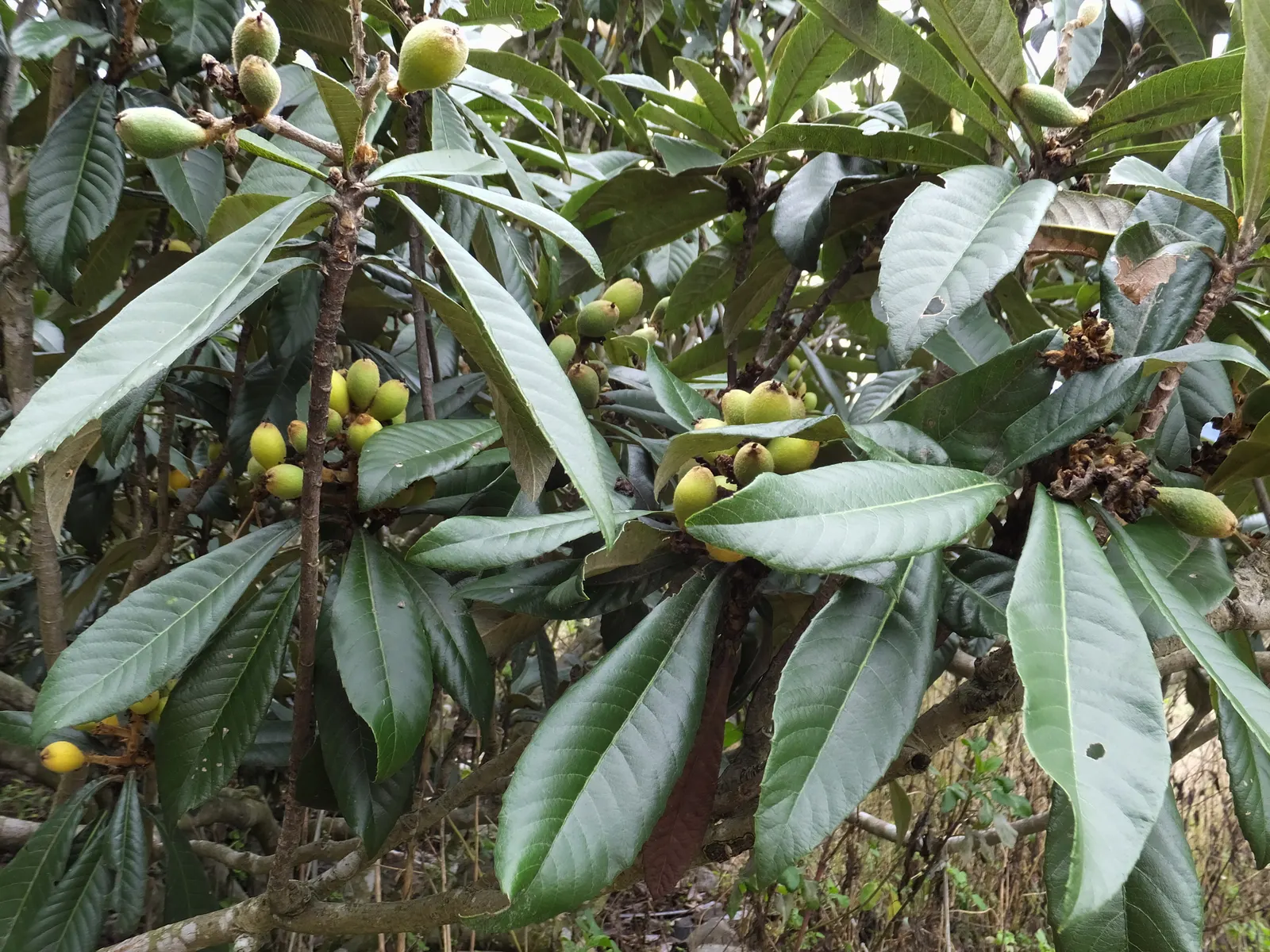 Loquat (Eriobotrya Japonica) — The taste is a unique blend of sweetness and tartness; as a member of the Rosaceae family