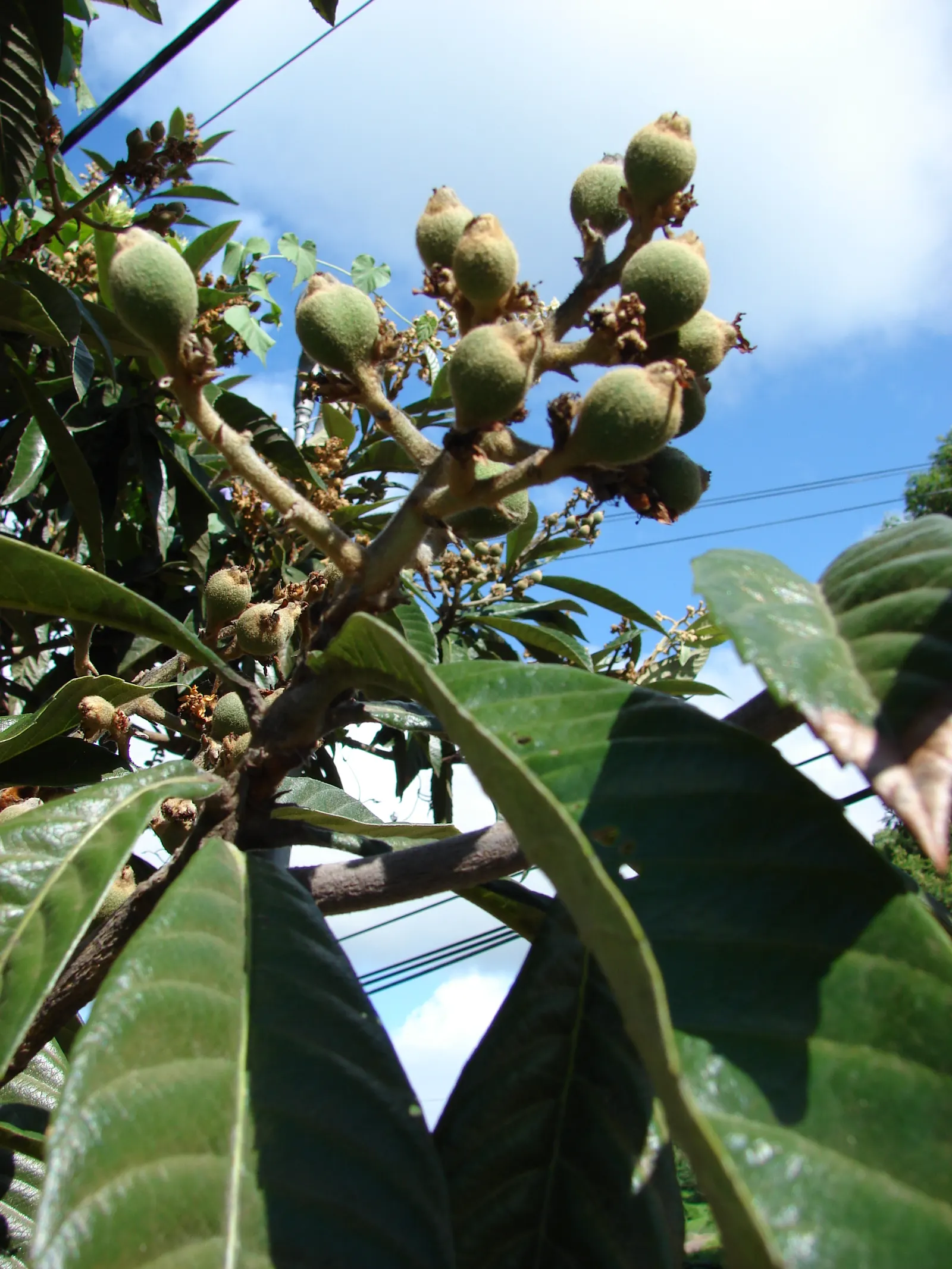 Loquat (Eriobotrya Japonica) — the Loquat serves well as both an ornamental feature and a practical