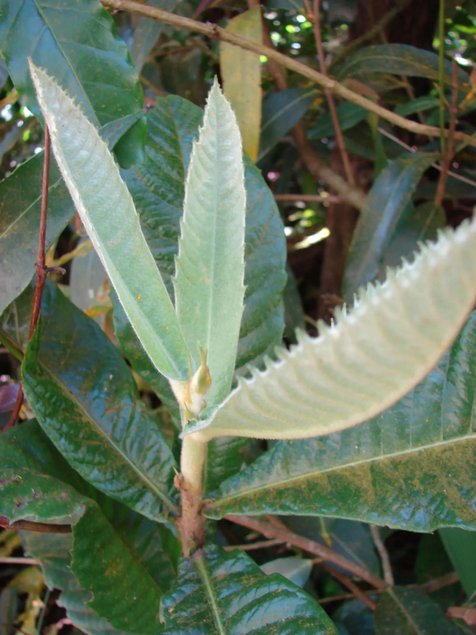 Loquat (Eriobotrya Japonica) — scientifically known as Eriobotrya japonica