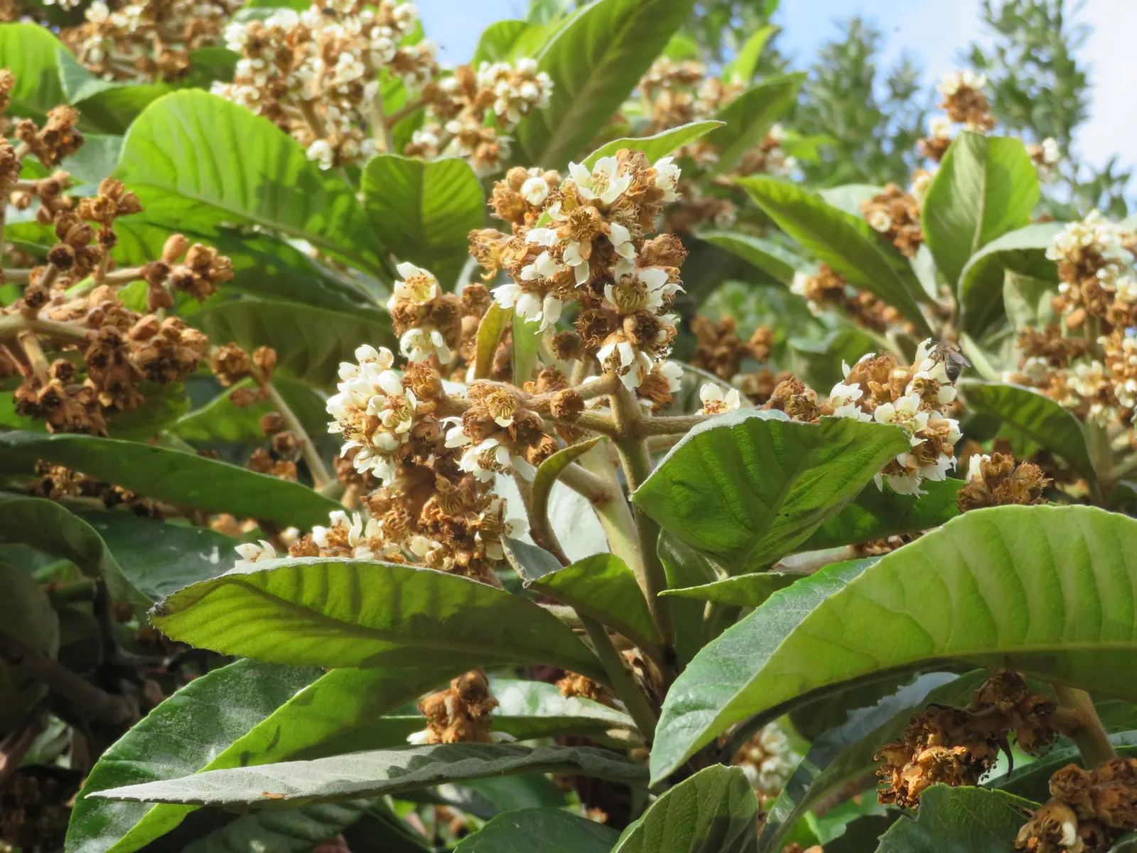 Loquat (Eriobotrya Japonica) — which are then followed by the fruit.<br><br>Loquat fruits; and dark green with a glossy finish
