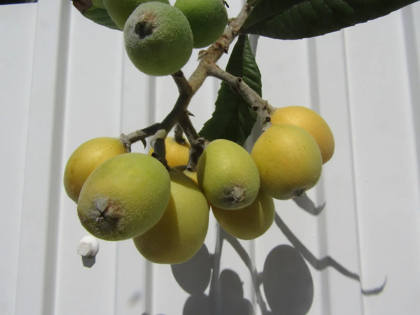Loquat (Eriobotrya Japonica) — fruit-bearing tree for one's garden; offering both aesthetic appeal and edible fruit, image 125