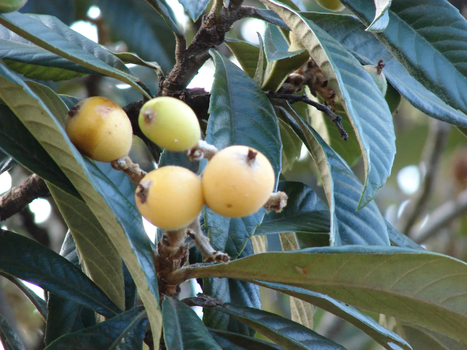 Loquat (Eriobotrya Japonica) — is a valued addition to the landscape; measuring up to 12 inches long, image 71
