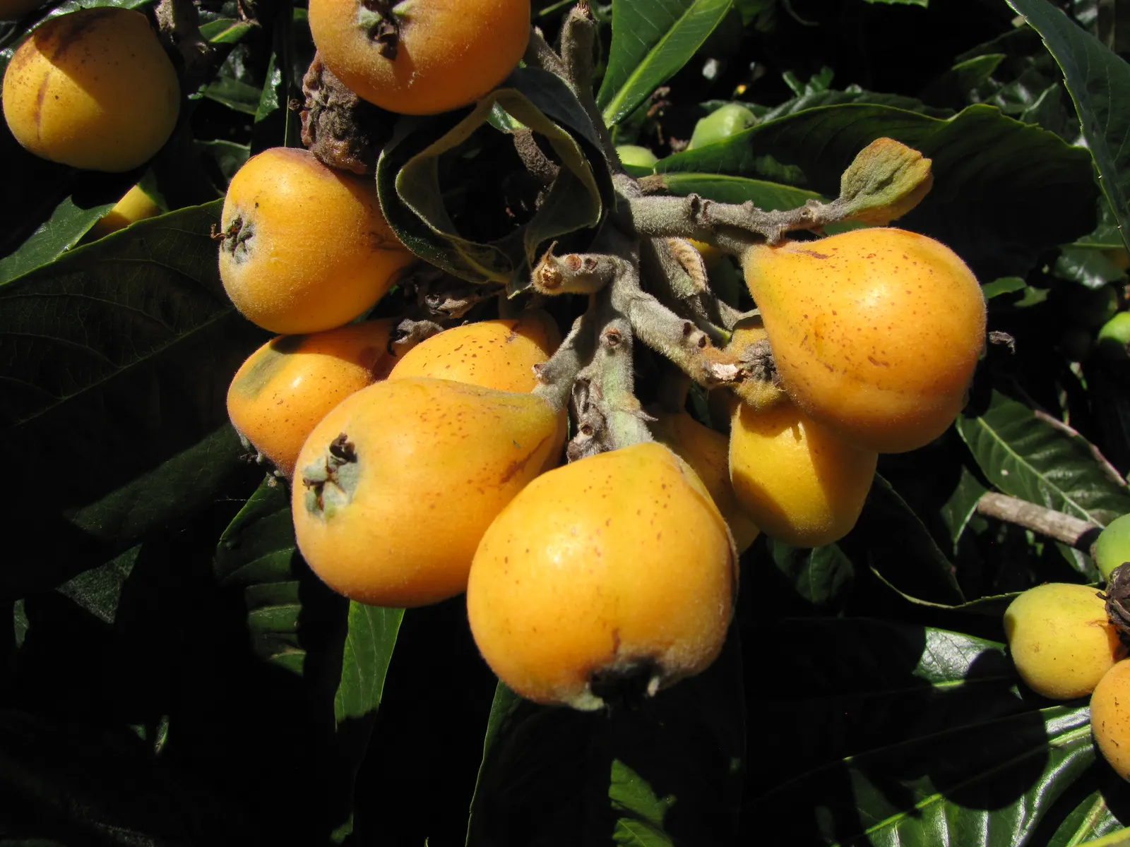 Loquat (Eriobotrya Japonica) — the Loquat can tolerate temperatures down to about 10&deg;F; the leaves are a standout feature