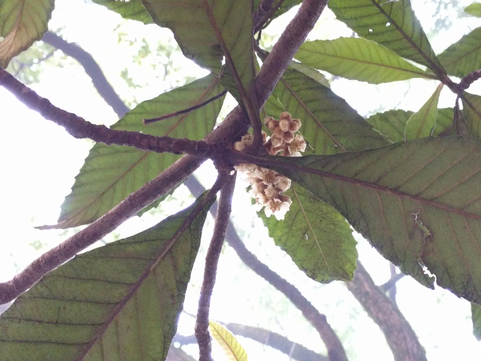 Loquat (Eriobotrya Japonica) — yet it is the late frosts that sometimes threaten the fruit set; transitioning from green to yellow or orange when ripe