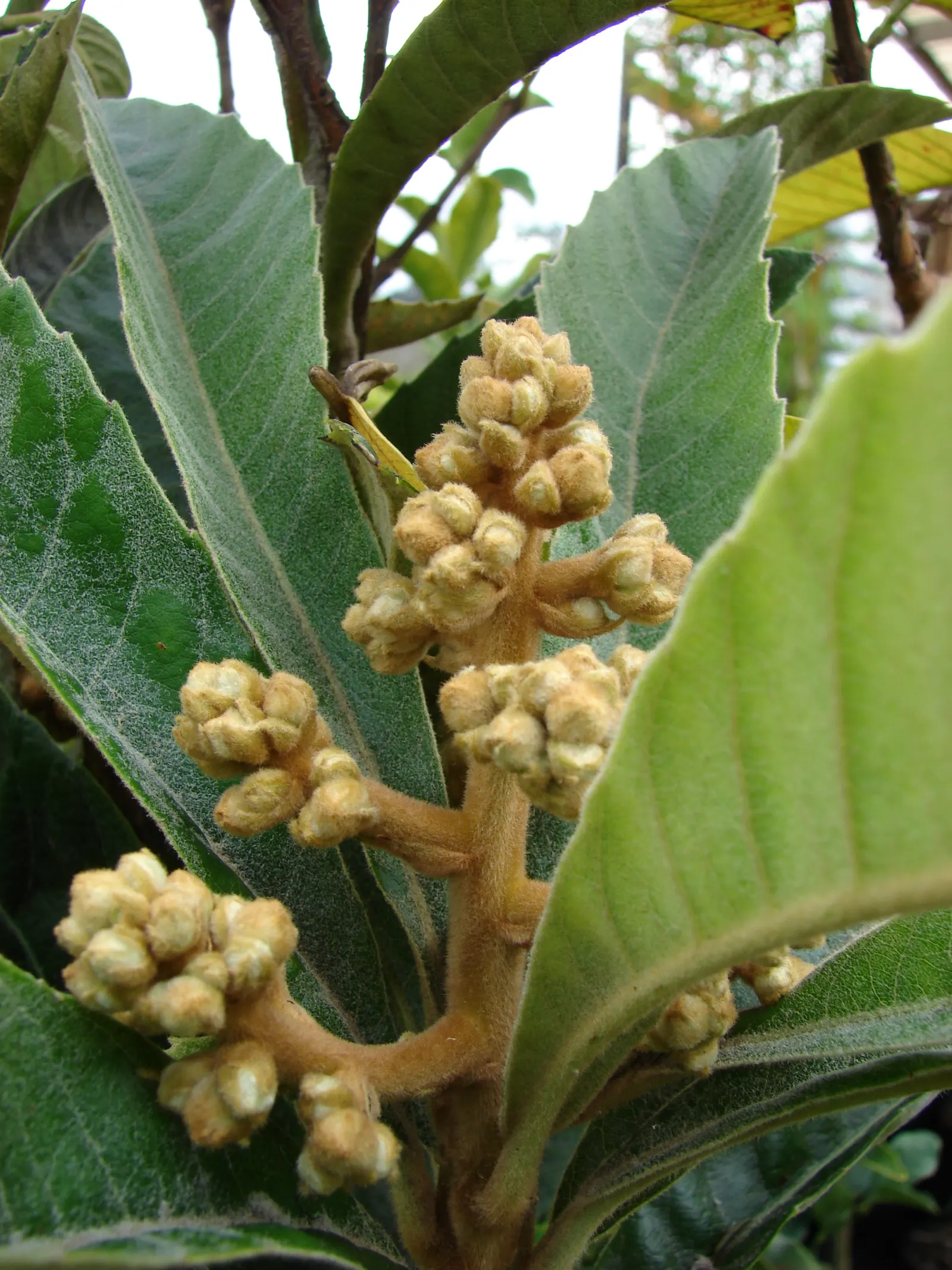 Loquat (Eriobotrya Japonica) — the Loquat can tolerate temperatures down to about 10&deg;F