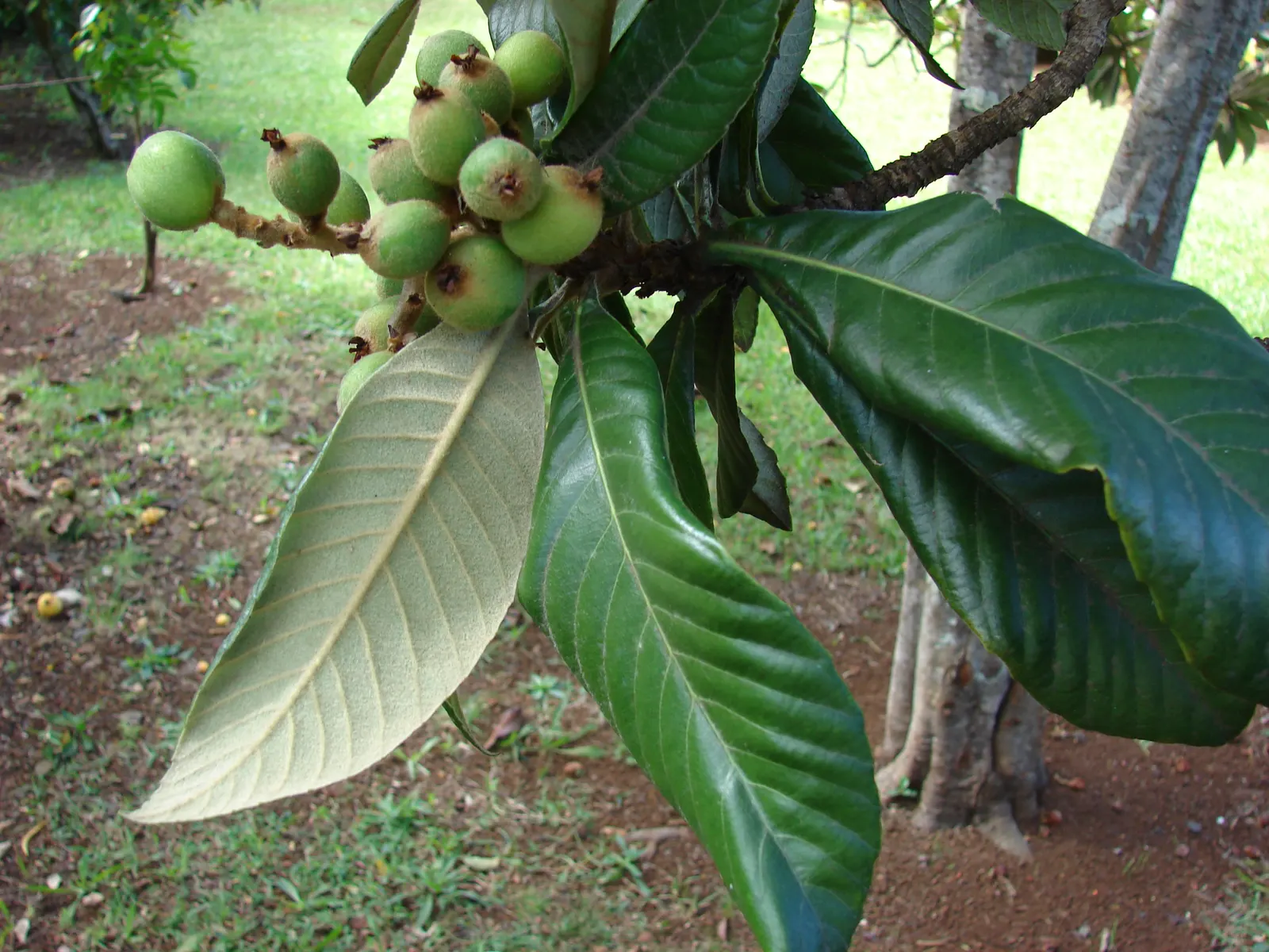 Loquat (Eriobotrya Japonica) — As a member of the Rosaceae family; the Loquat serves well as both an ornamental feature and a practical, image 73