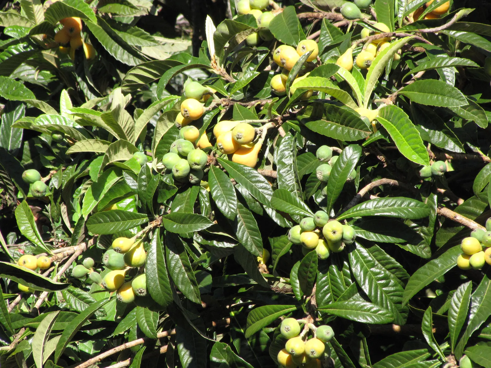 Loquat (Eriobotrya Japonica) — tree for full or half; fruit-bearing tree for one's garden