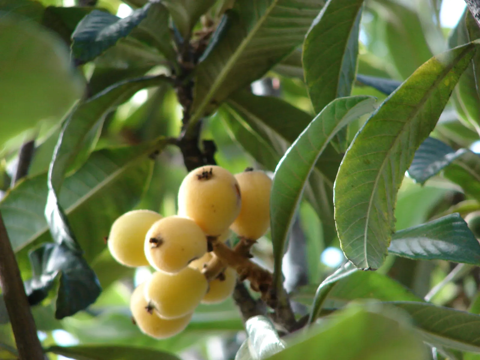 Loquat (Eriobotrya Japonica) — scientifically known as Eriobotrya japonica; is a valued addition to the landscape, image 70