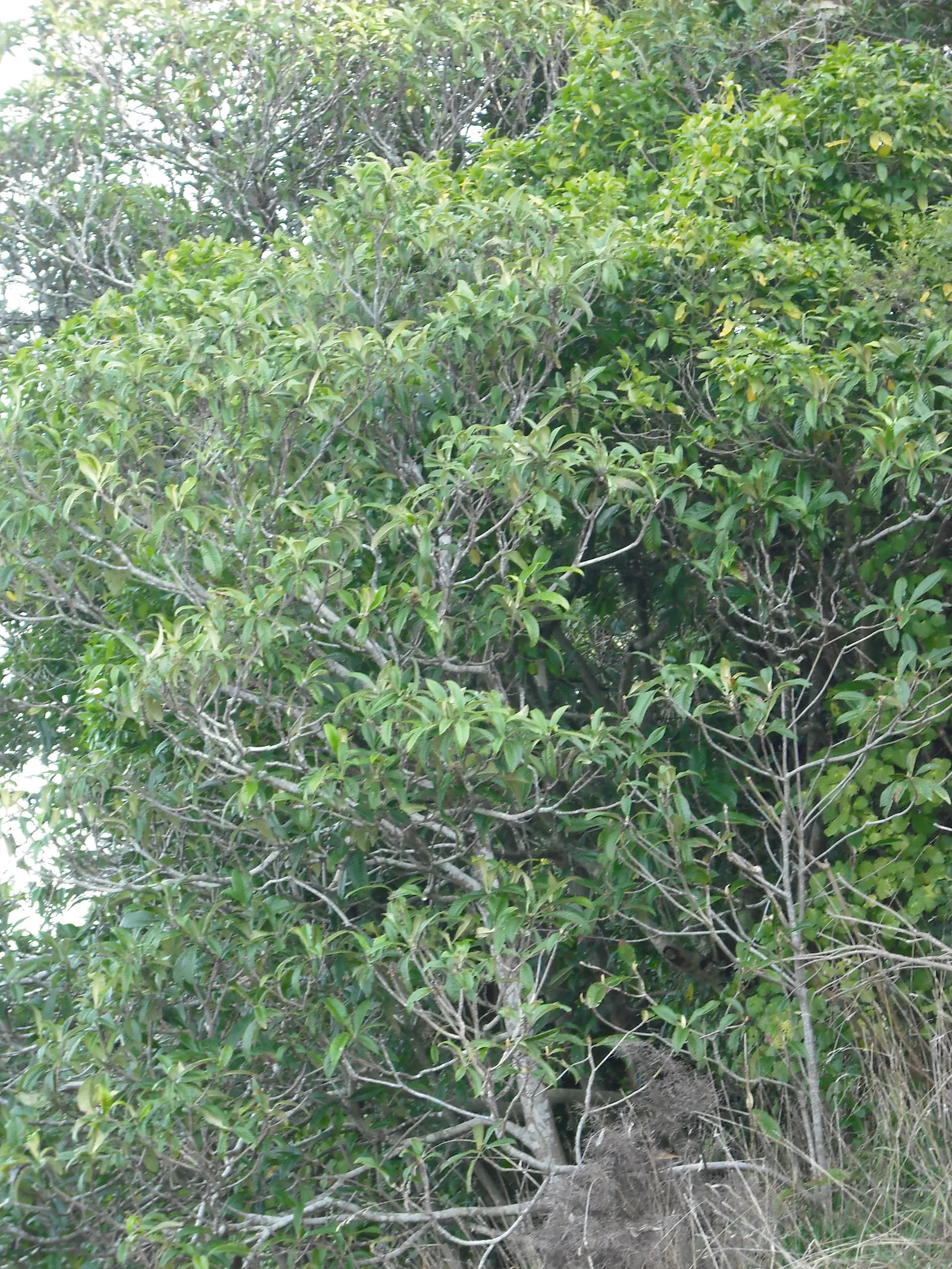 Loquat (Eriobotrya Japonica) — The leaves are a standout feature; around 1 to 2 inches in diameter, image 76