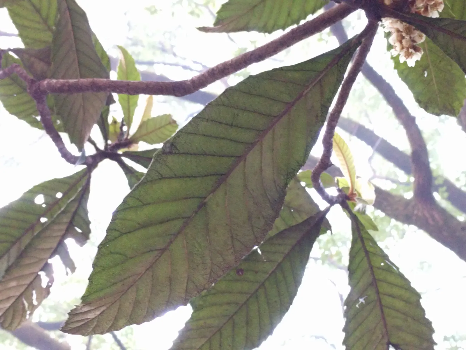 Loquat (Eriobotrya Japonica) — tree with white blooms; and mild mango.<br><br>Loquats prefer full sun to partial shade and are tolerant of different soil types