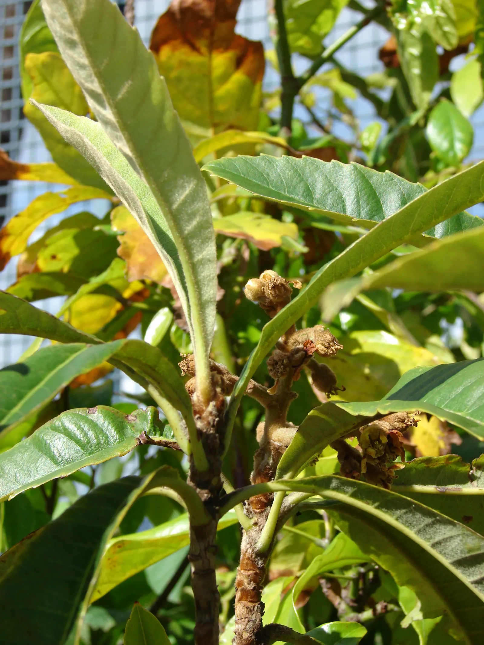 Loquat (Eriobotrya Japonica) — around 1 to 2 inches in diameter