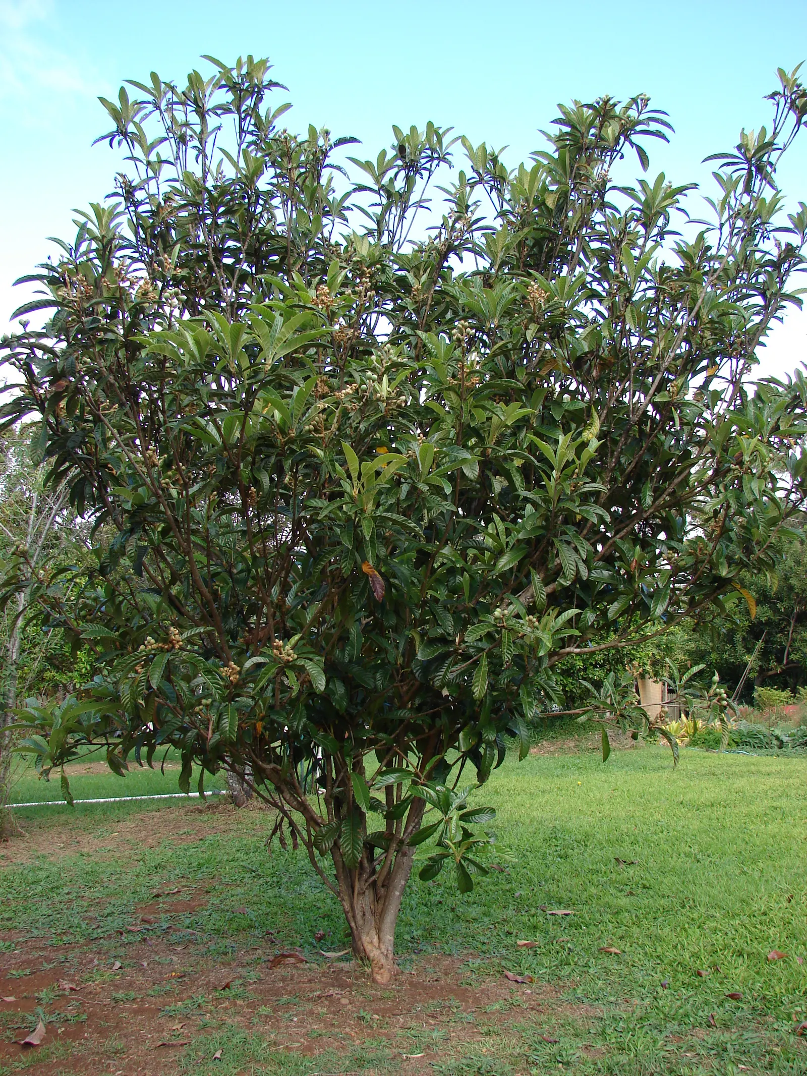Loquat (Eriobotrya Japonica) — As a member of the Rosaceae family