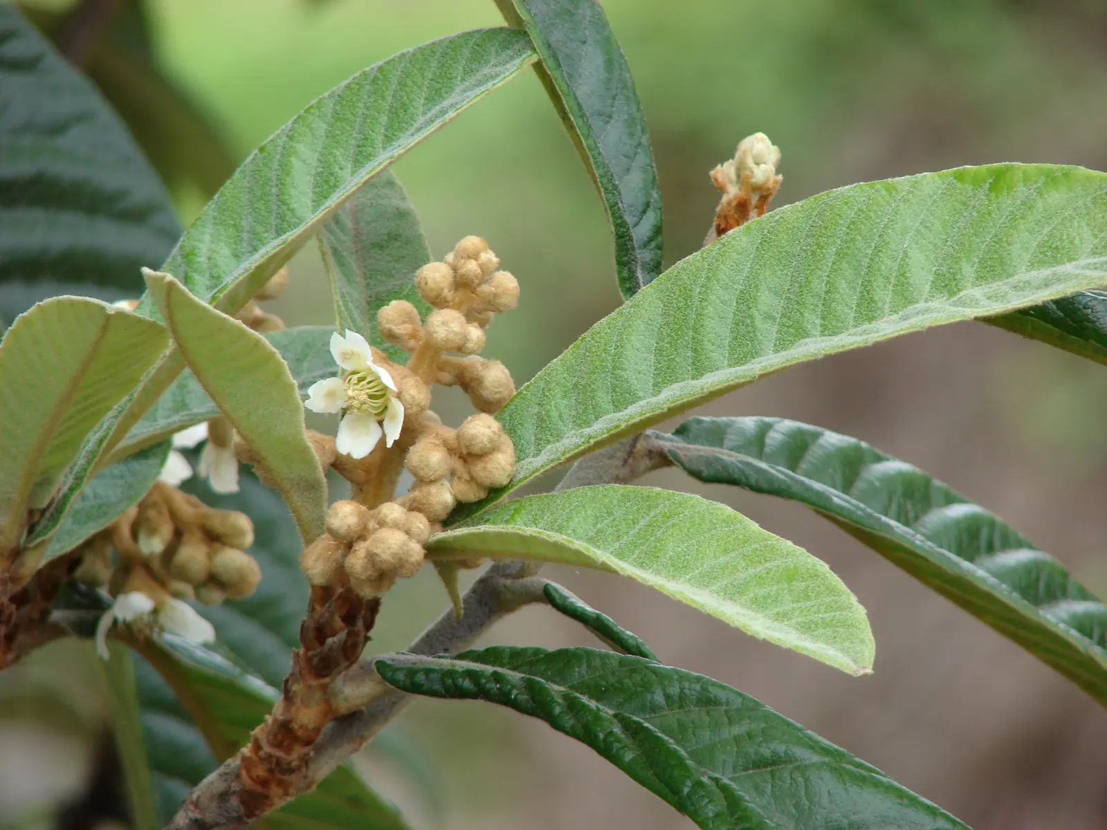 Loquat (Eriobotrya Japonica) — yet it is the late frosts that sometimes threaten the fruit set