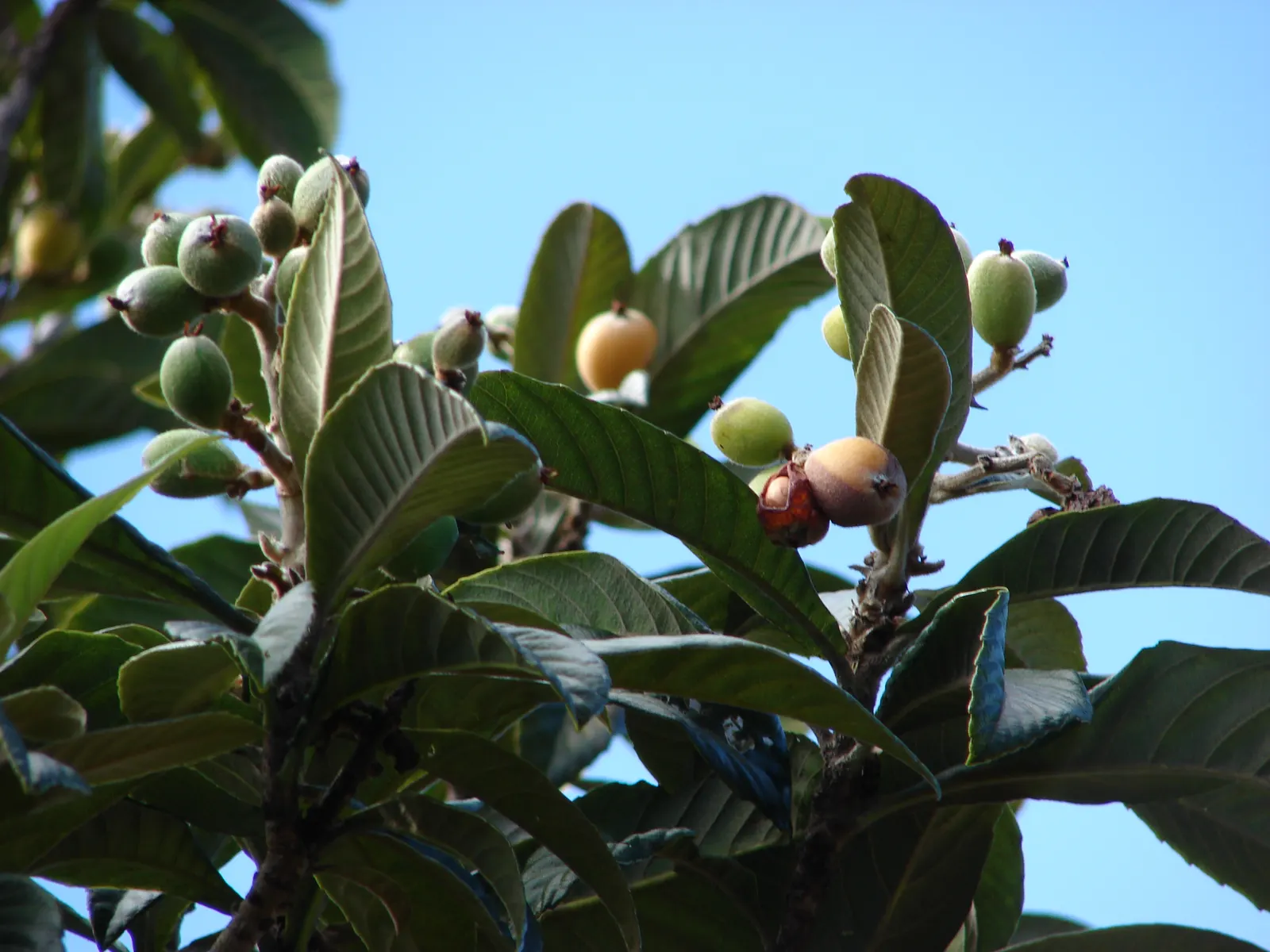 Loquat (Eriobotrya Japonica) — the Loquat reaches heights of 20 to 30 feet with a similar spread; its large, leathery leaves are dark green on top, image 74