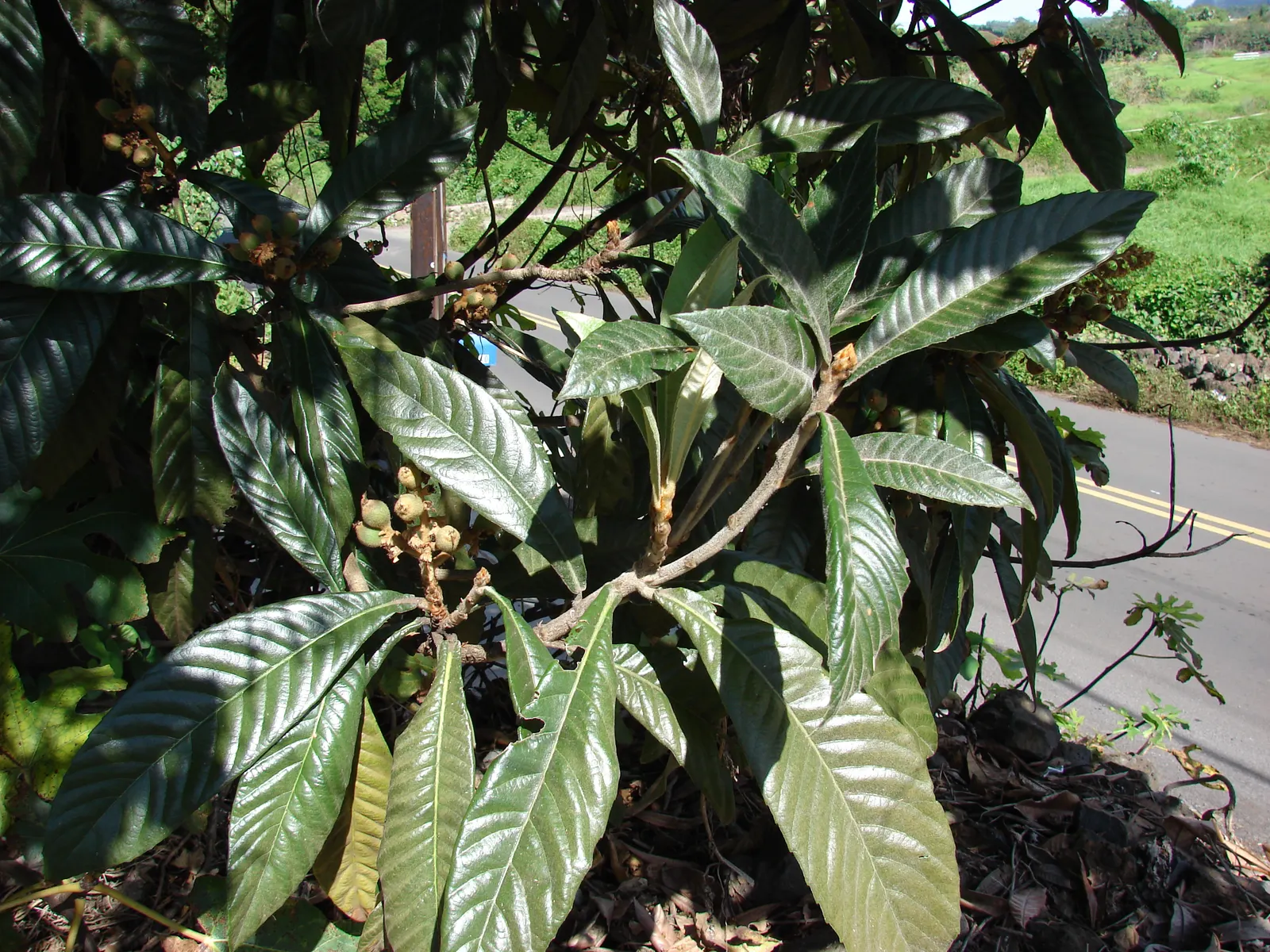 Loquat (Eriobotrya Japonica) — and mild mango.<br><br>Loquats prefer full sun to partial shade and are tolerant of different soil types