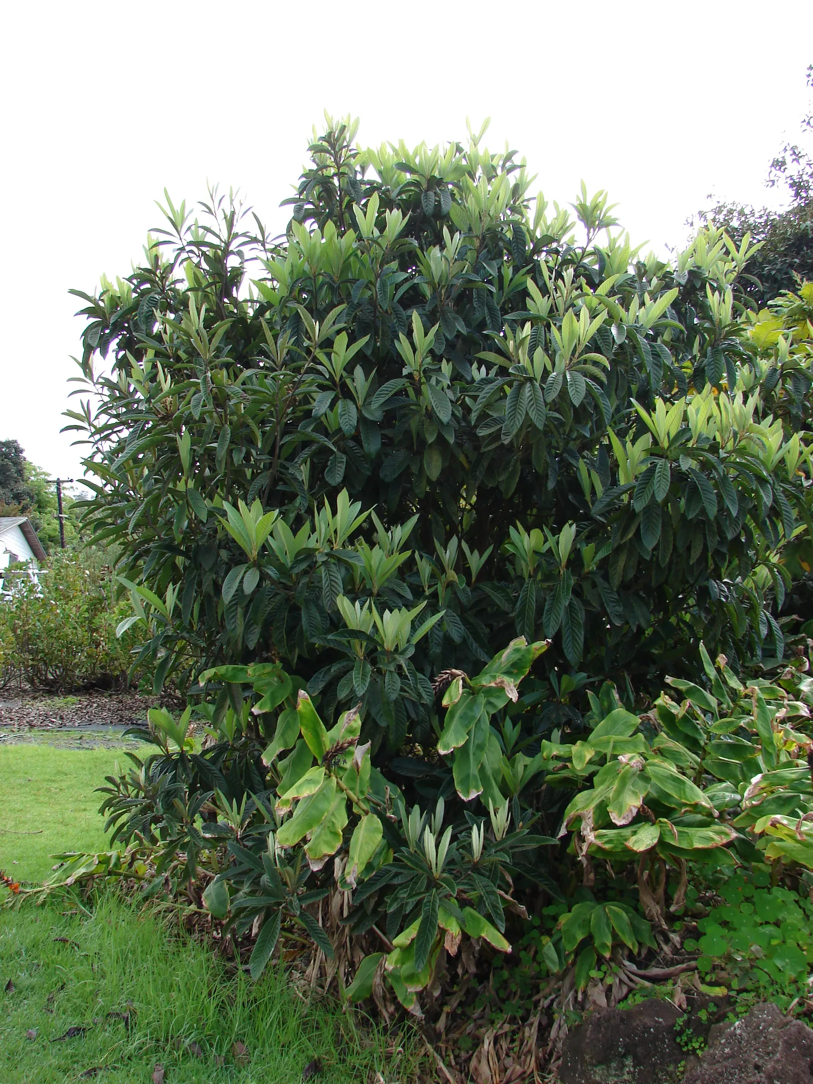 Loquat (Eriobotrya Japonica) — is a valued addition to the landscape