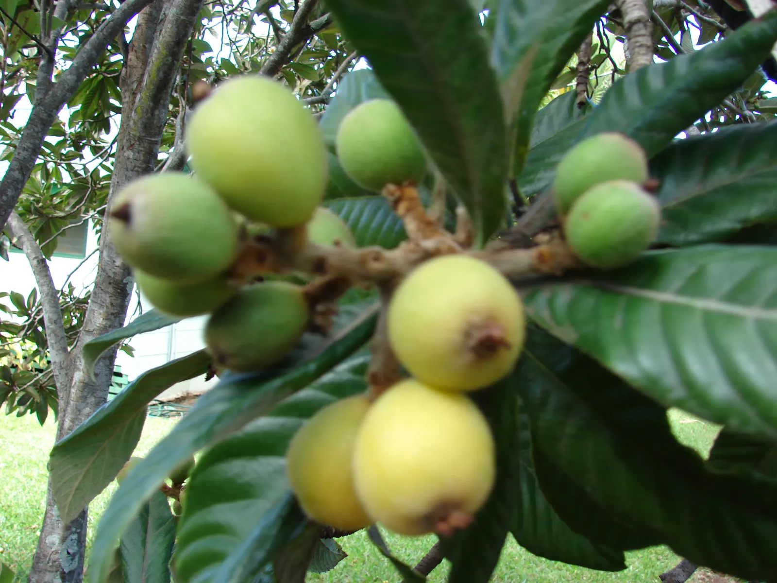 Loquat (Eriobotrya Japonica) — Grown for its attractive foliage and sweet, tangy fruit, it typically reaches 10-30 feet tall and wide; showcasing a, image 66