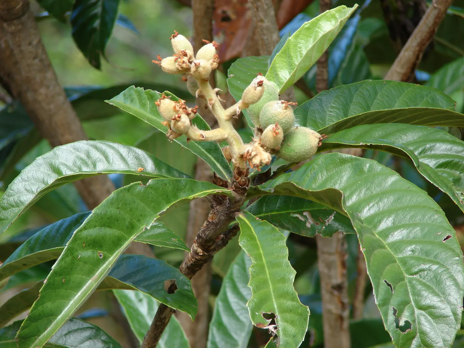 Loquat (Eriobotrya Japonica) — showcasing a rounded canopy perfect for providing dappled shade; the Loquat reaches heights of 20 to 30 feet with a, image 75